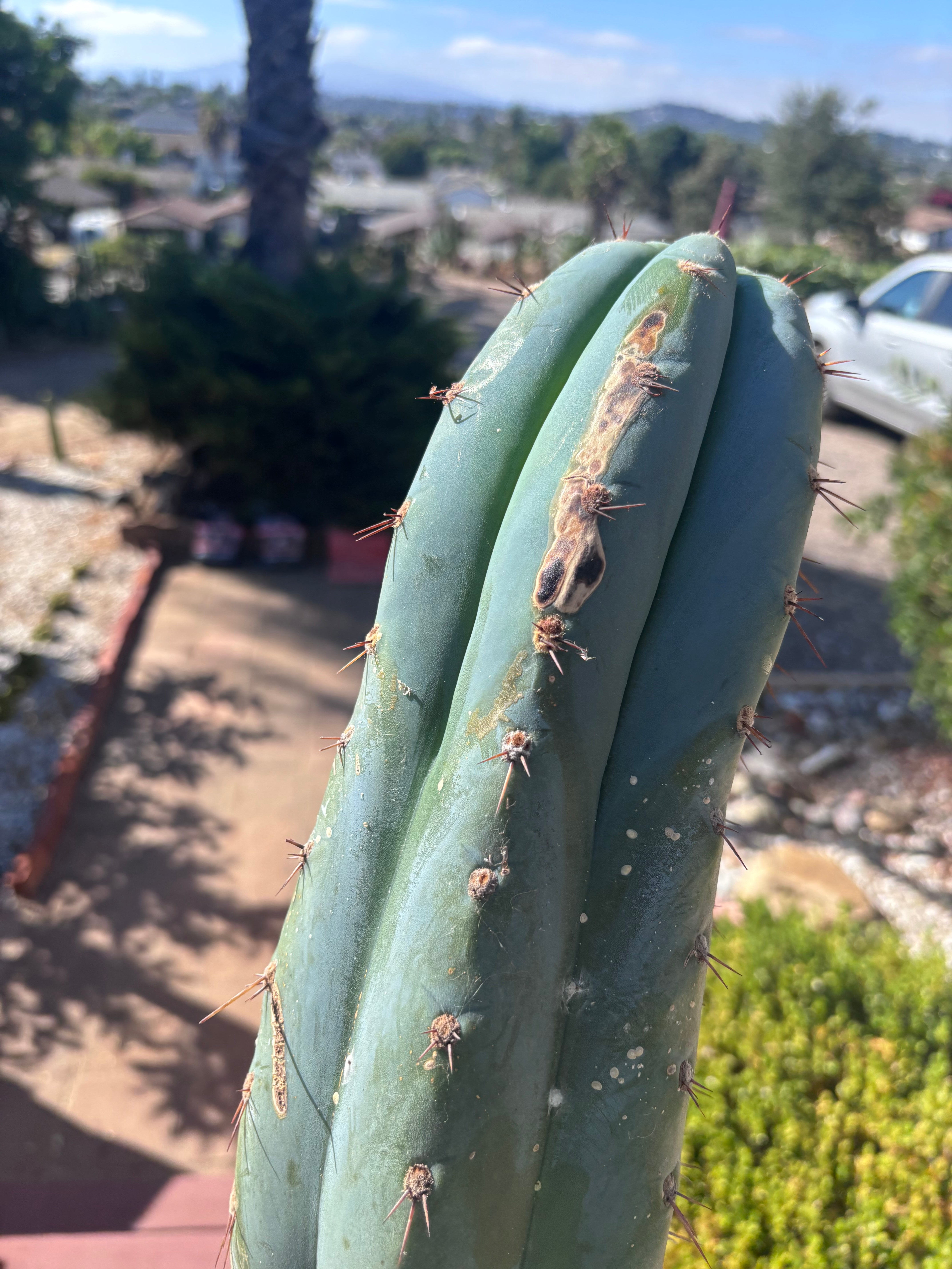 💎👑🌶️ CGG — XL 15” Tip