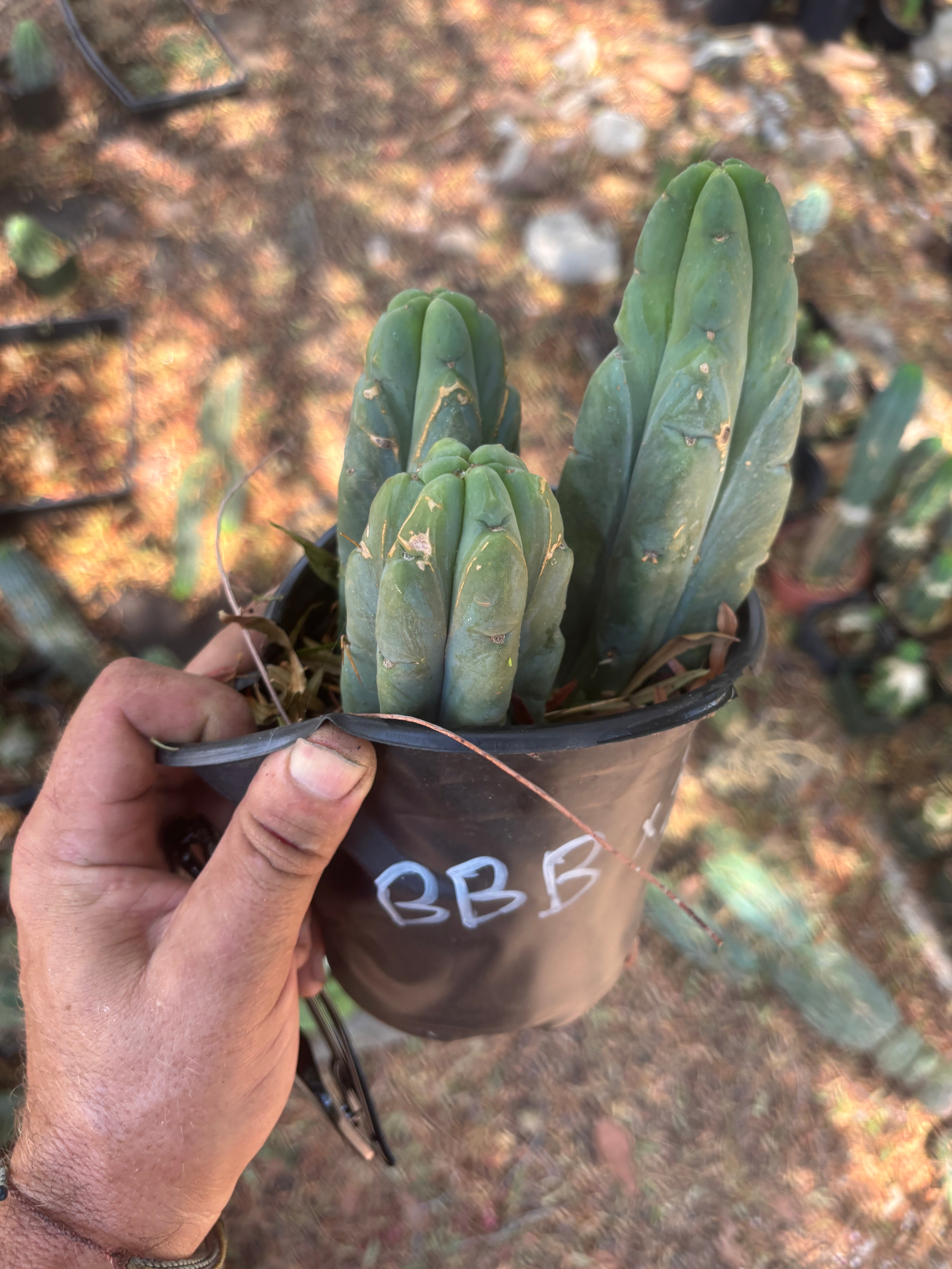👑🌶️ BBB — Lot of 3 Rooted Tips