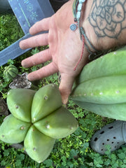 👑💎 Aussie Scop — Fat 10” Melon