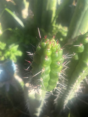 💎👑 Rauhocereus Riosaniensis — 9” Tip
