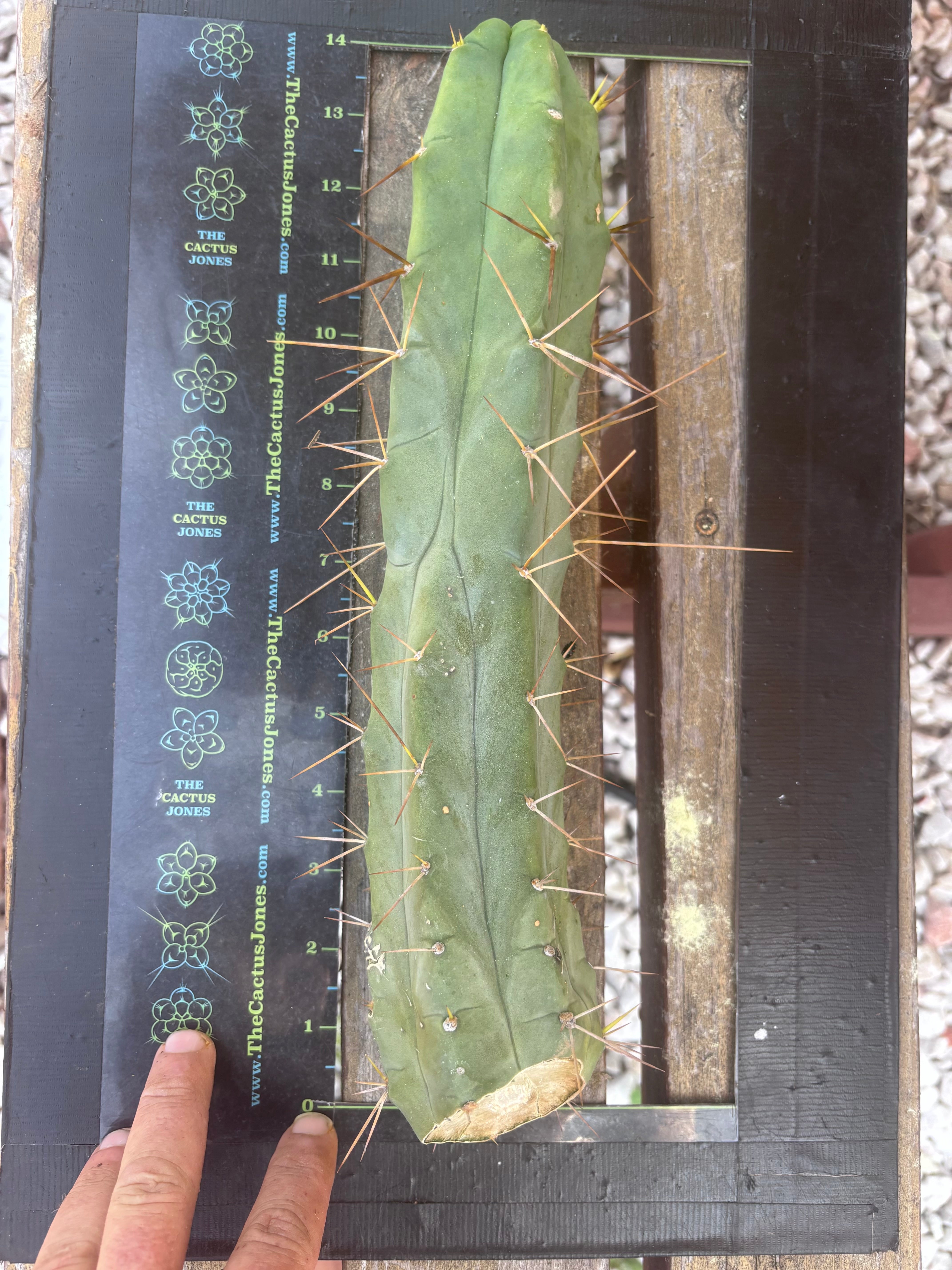 👑🌶️ TBQM  — 14” Tip
