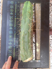👑🌶️ TBQM  — 14” Tip