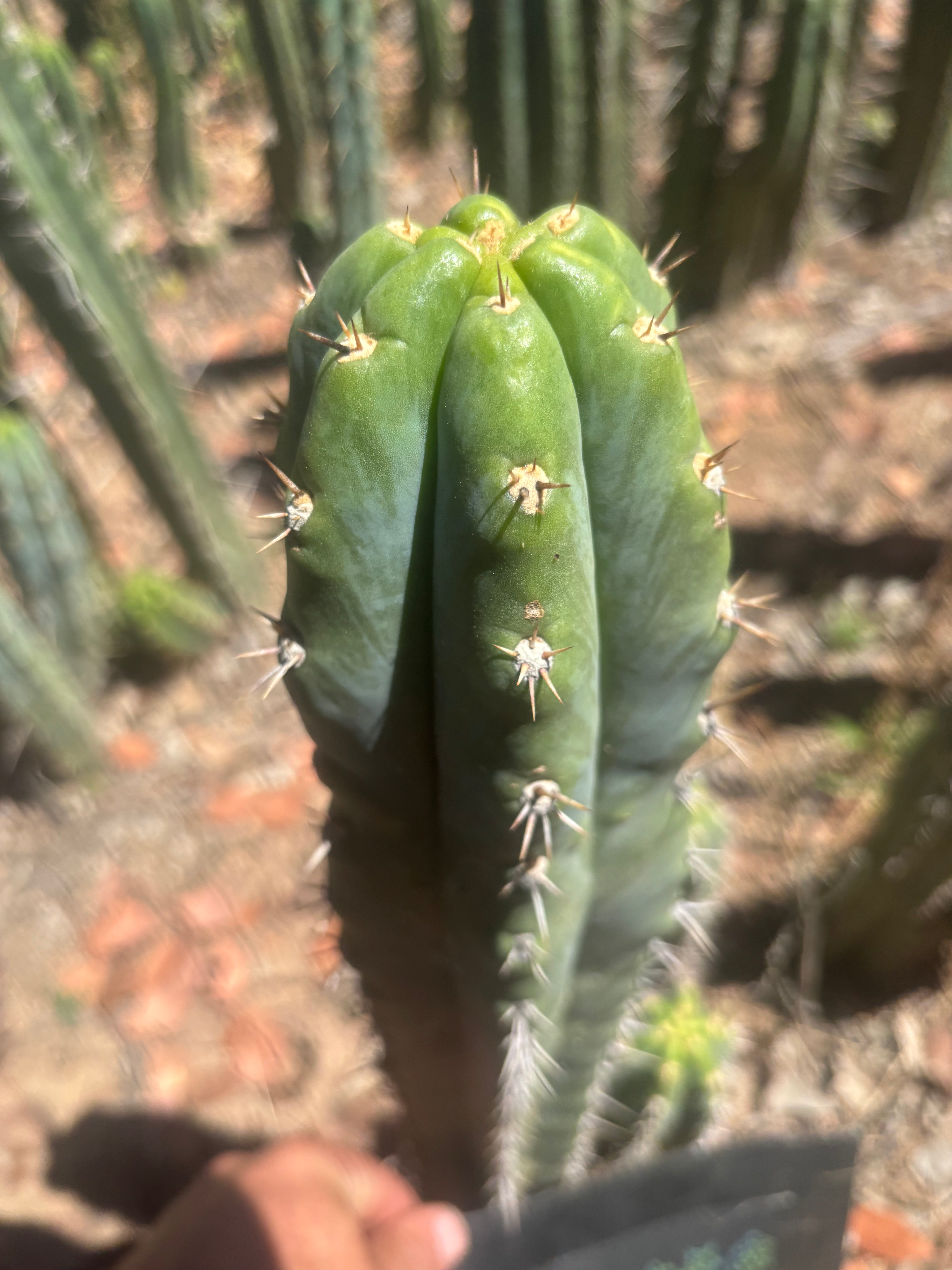 💎 Knuthianus — XL 14” Tip