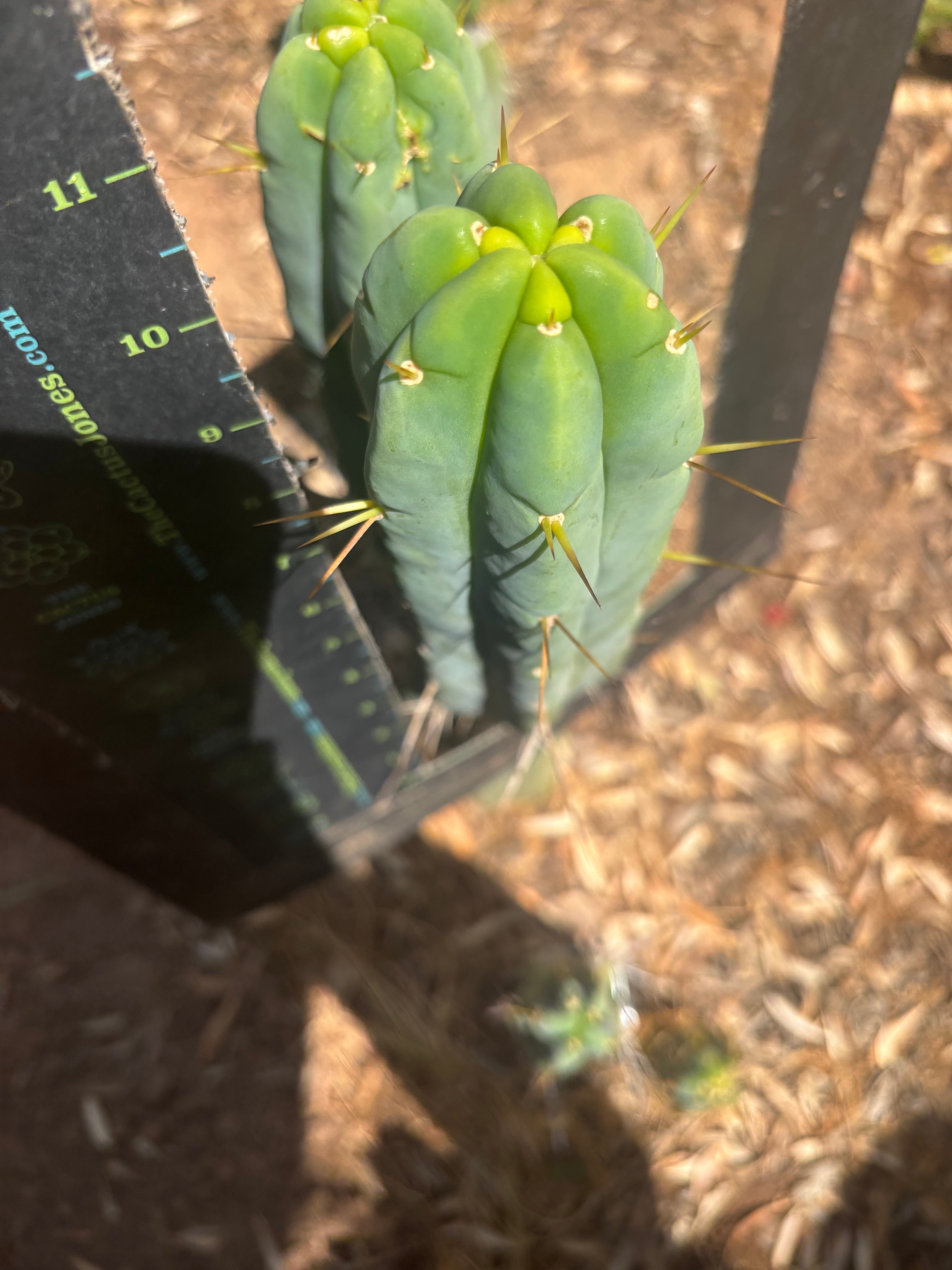 👑🌶️ Species C — 11” Pup