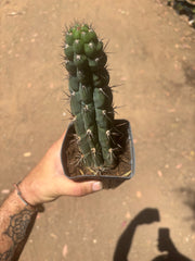 👑 Chala — Rooted 9” Tip