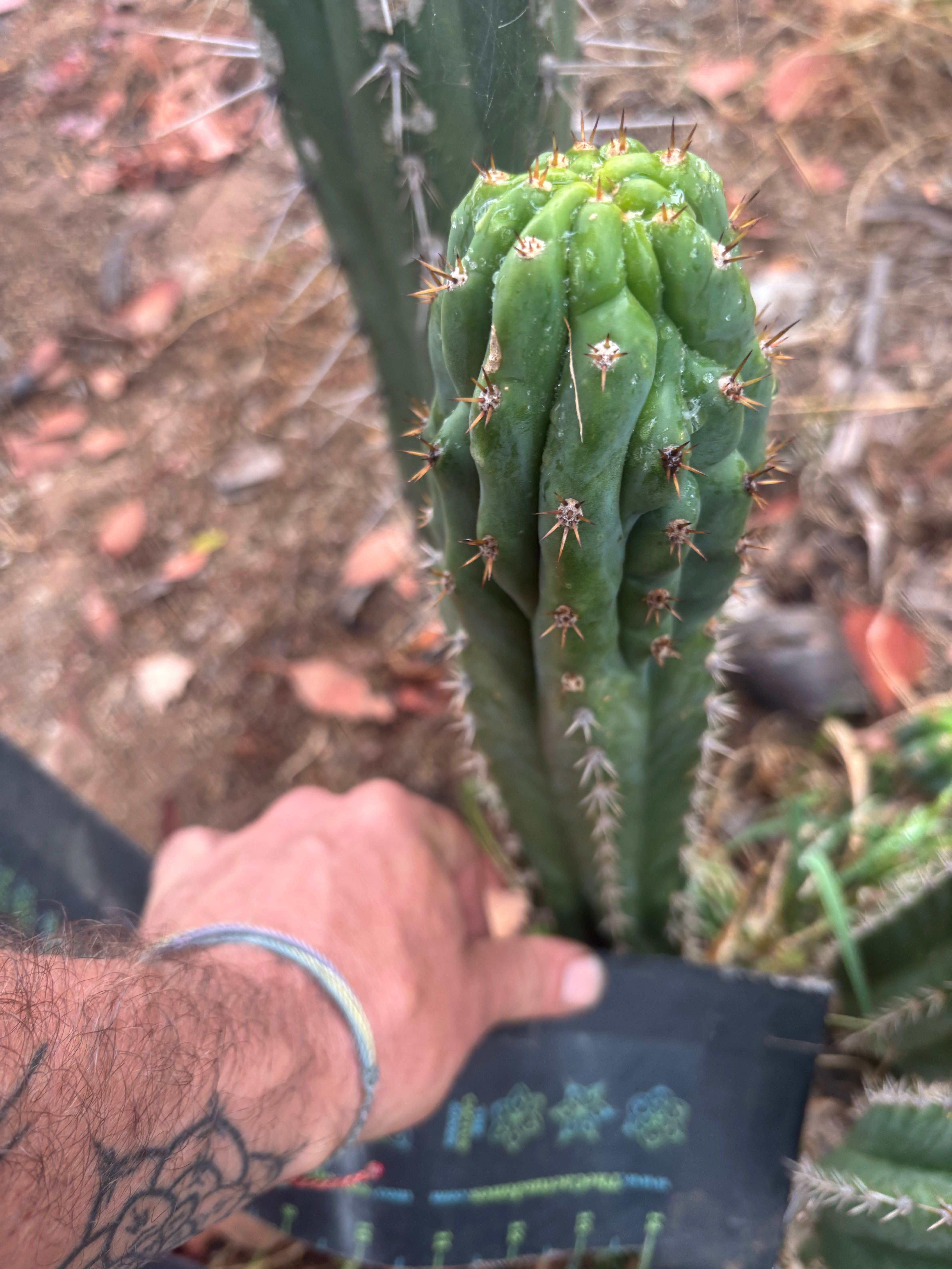 💎👑🐦‍⬛ RJ’s Clone — 10” Tip