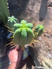 👑🌶️🌶️ Eileen — 15” Pup