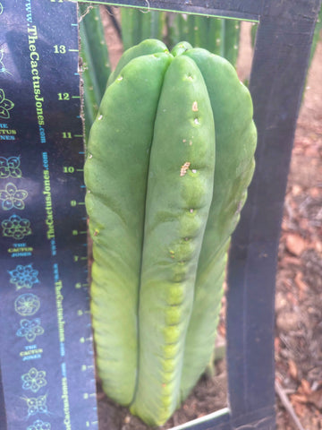 💎👑💎🌶️ Ferah — 13” Beast Pup