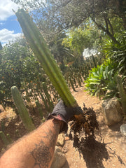 💎 SS02 x DeCosta — XL Seed Grown 21”