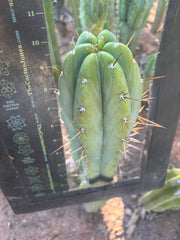 👑🌶️🌶️ Pala — FAT 10” Tip