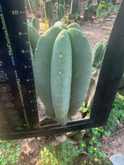 👑🌶️ Zulk — 9.5” Melon