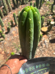 👑🌶️🌶️ Ogun — Fat 10” Tip