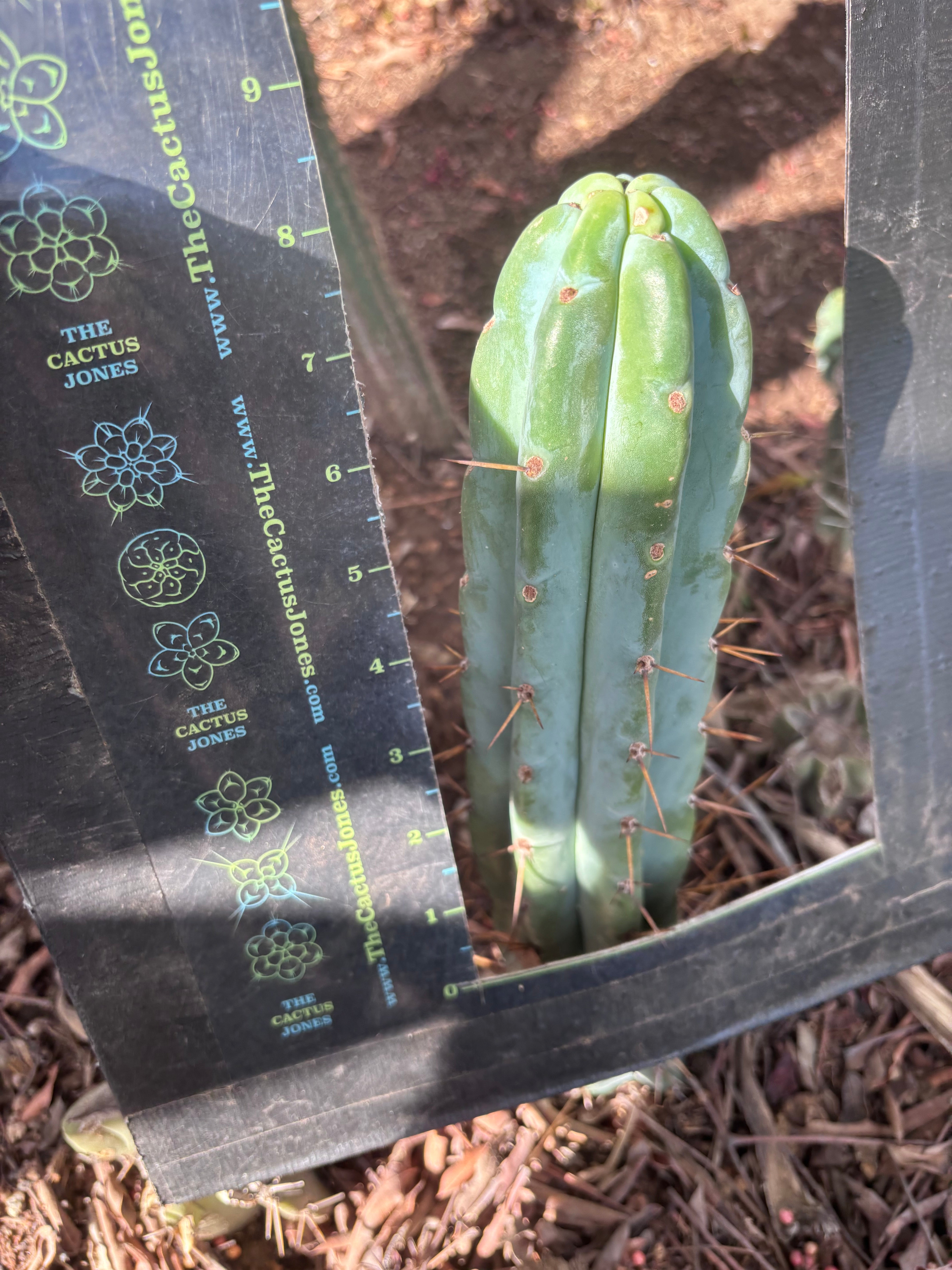 👑🌶️🌶️ Pala! — 8” Tip