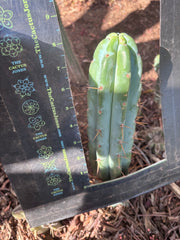 👑🌶️🌶️ Pala! — 8” Tip