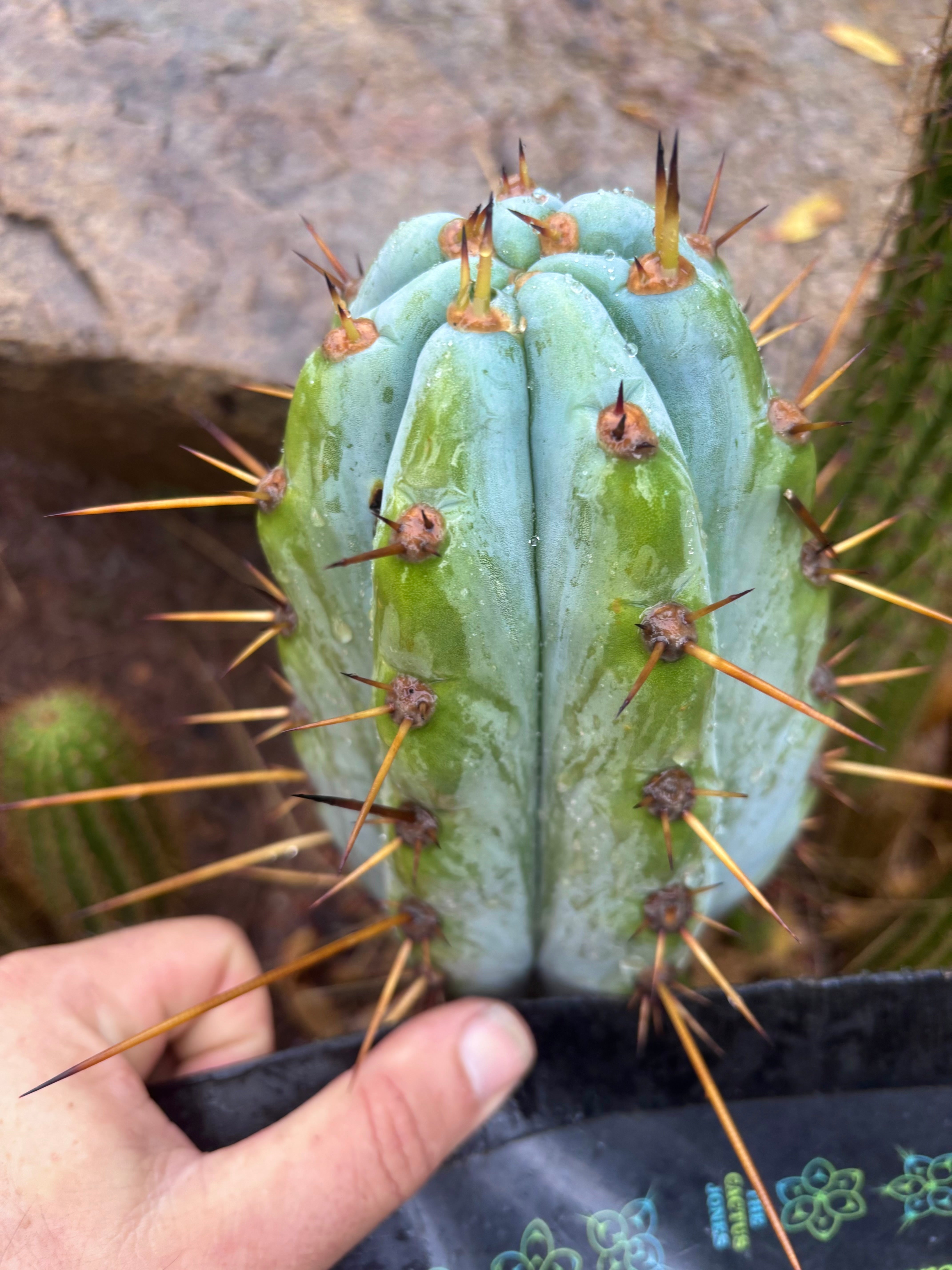 💎👑 BBG48.1540 — Fat 6” Tip