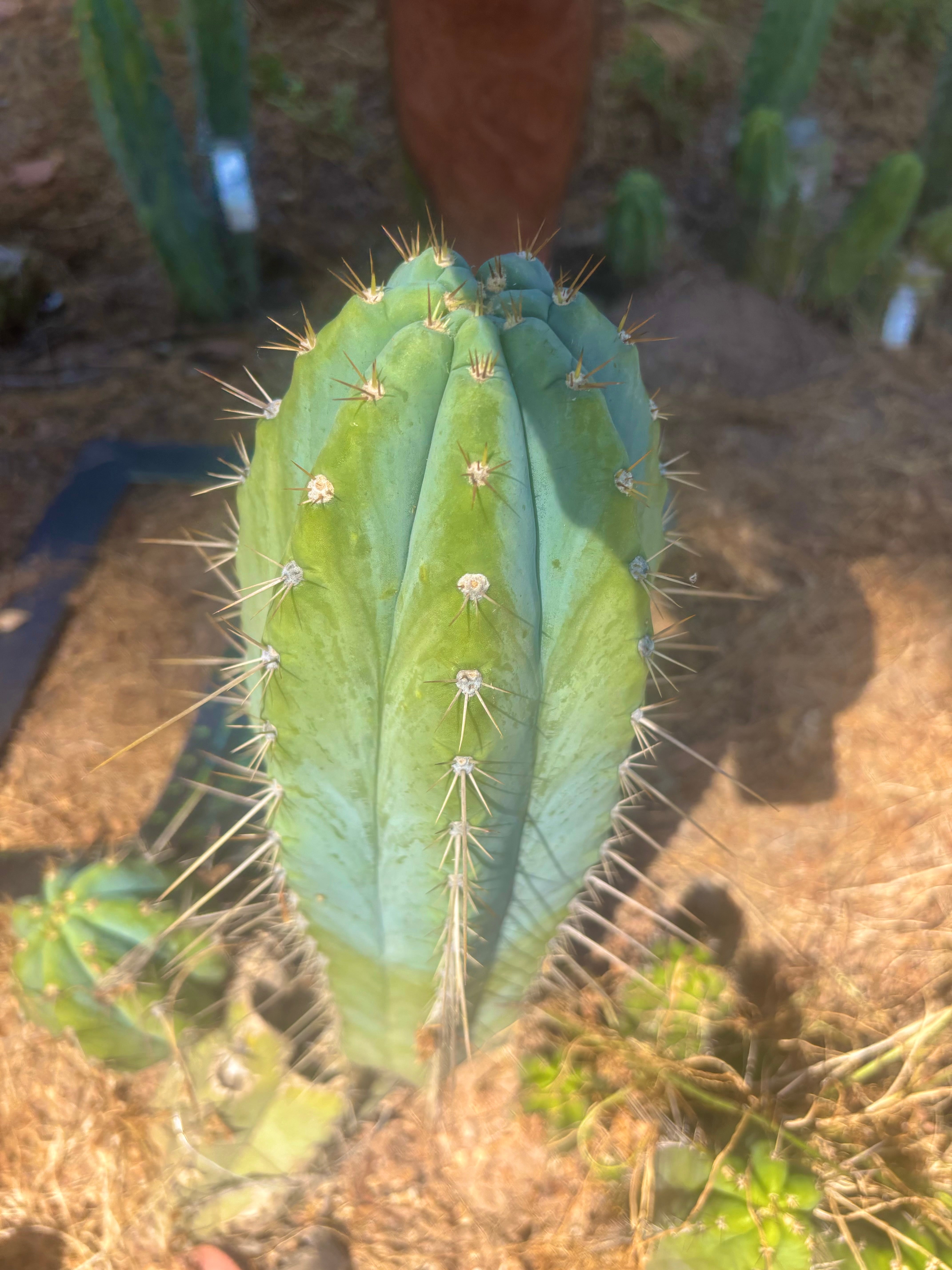 👑💎 Rimac — XXL 17” Melon Pup