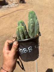 👑🌶️ BBB — Lot of 3 Rooted Tips