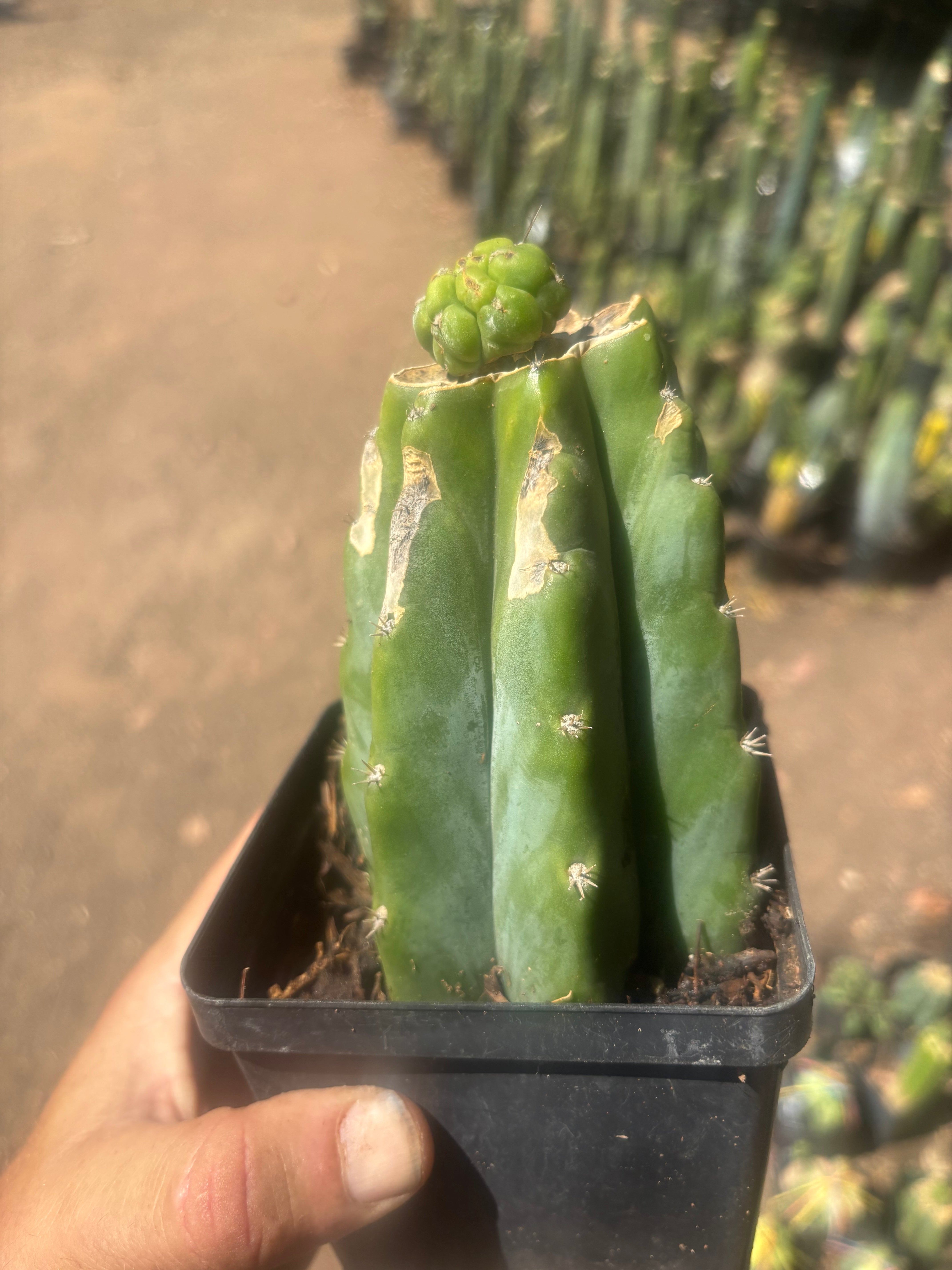 💎👑💎 Havran — Pup Graft on Rooted PC