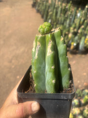 💎👑💎 Havran — Pup Graft on Rooted PC