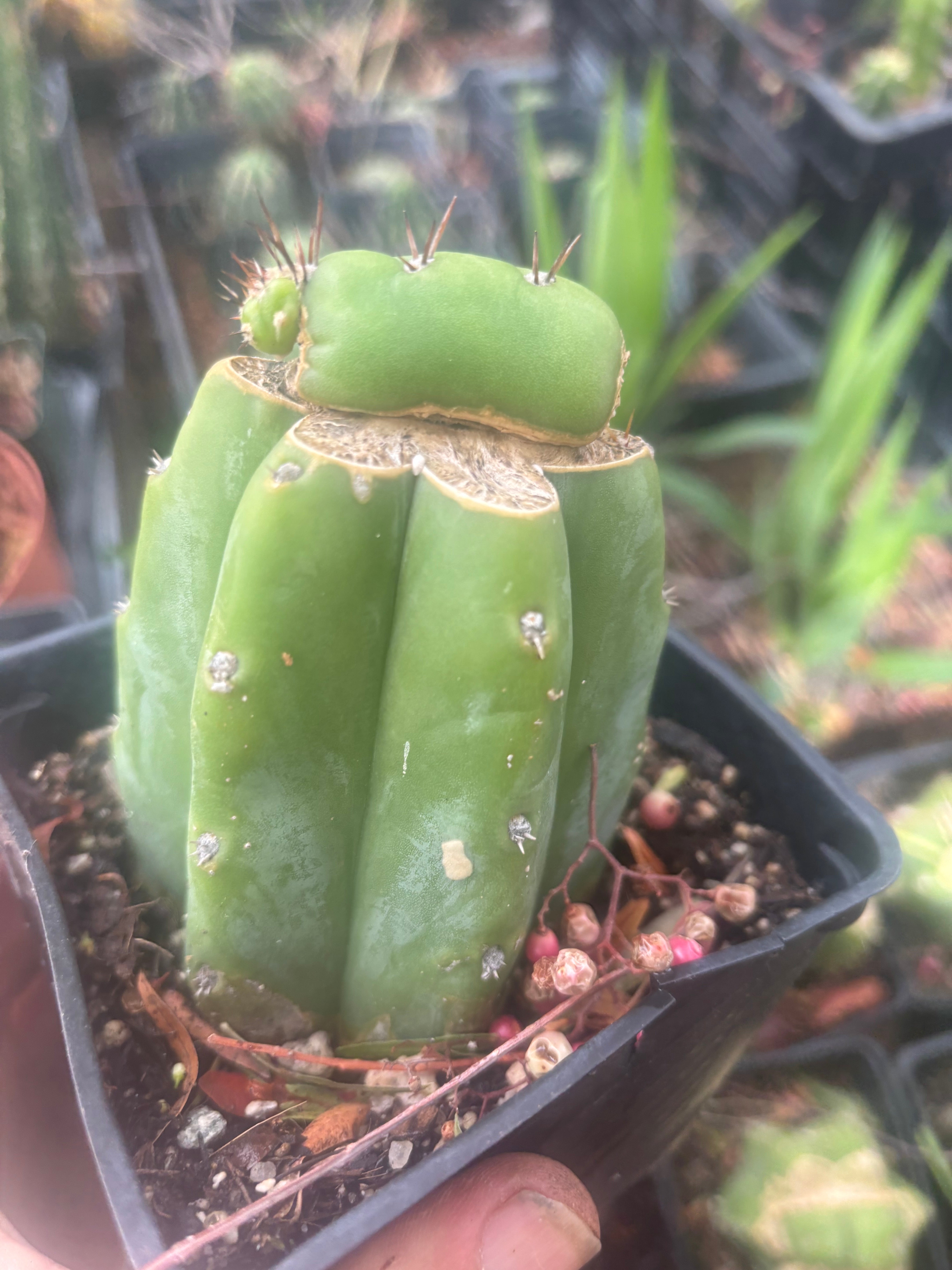💎👑💎 Parque de las Leyendes —BK08611.4 Clone A —  Rooted Slab Graft w/ Pup Starting