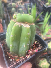 💎👑💎 Parque de las Leyendes —BK08611.4 Clone A —  Rooted Slab Graft w/ Pup Starting