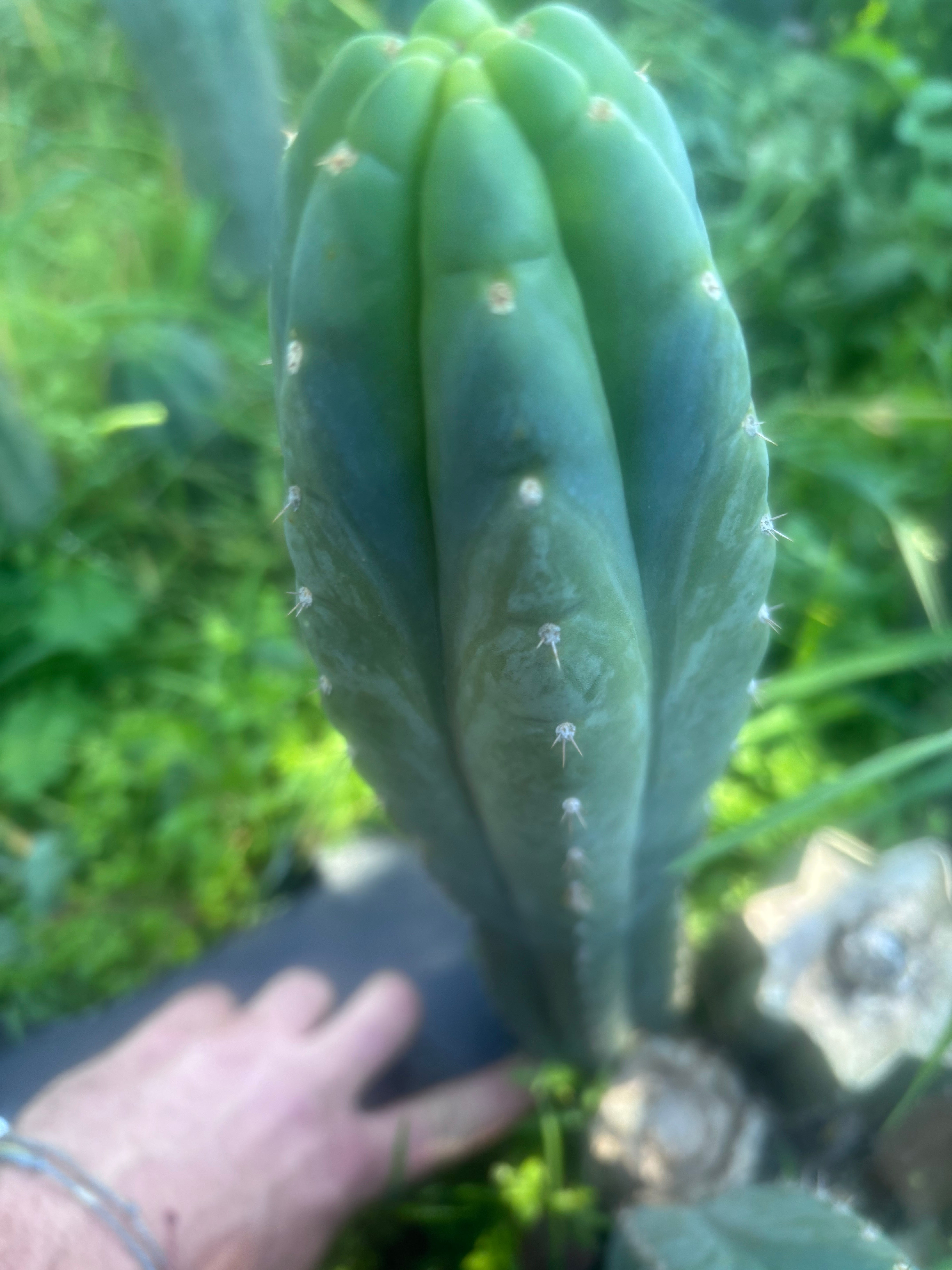 👑🌶️ Blue Ecuador — 13” Tip