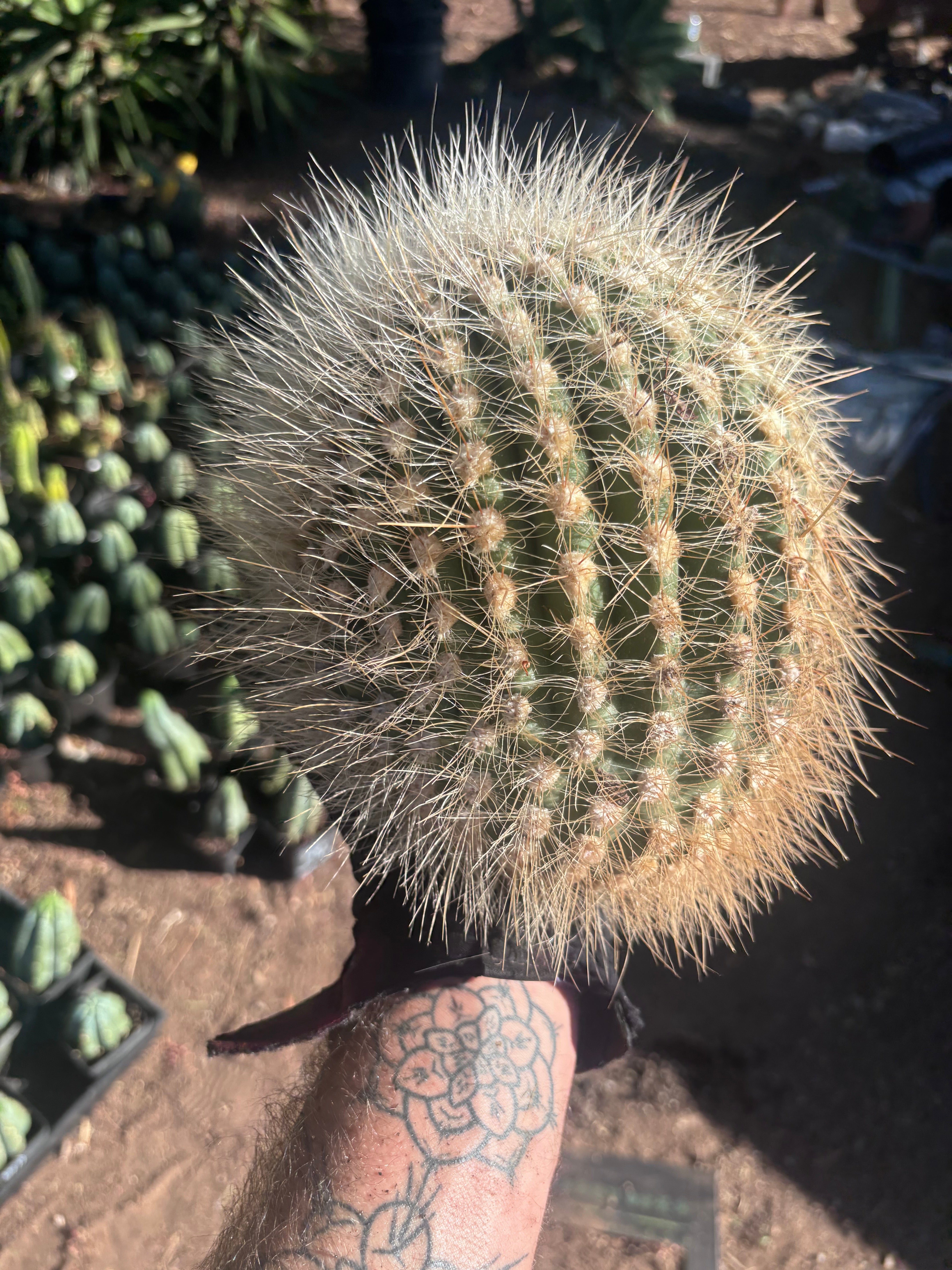 💎 T. Atacamensis — 10” x 8” Melon