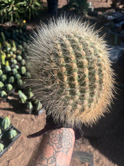 💎 T. Atacamensis — 10” x 8” Melon