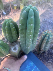 👑💎🌶️ Bob’s Colossus—  Chonky 8” Pup