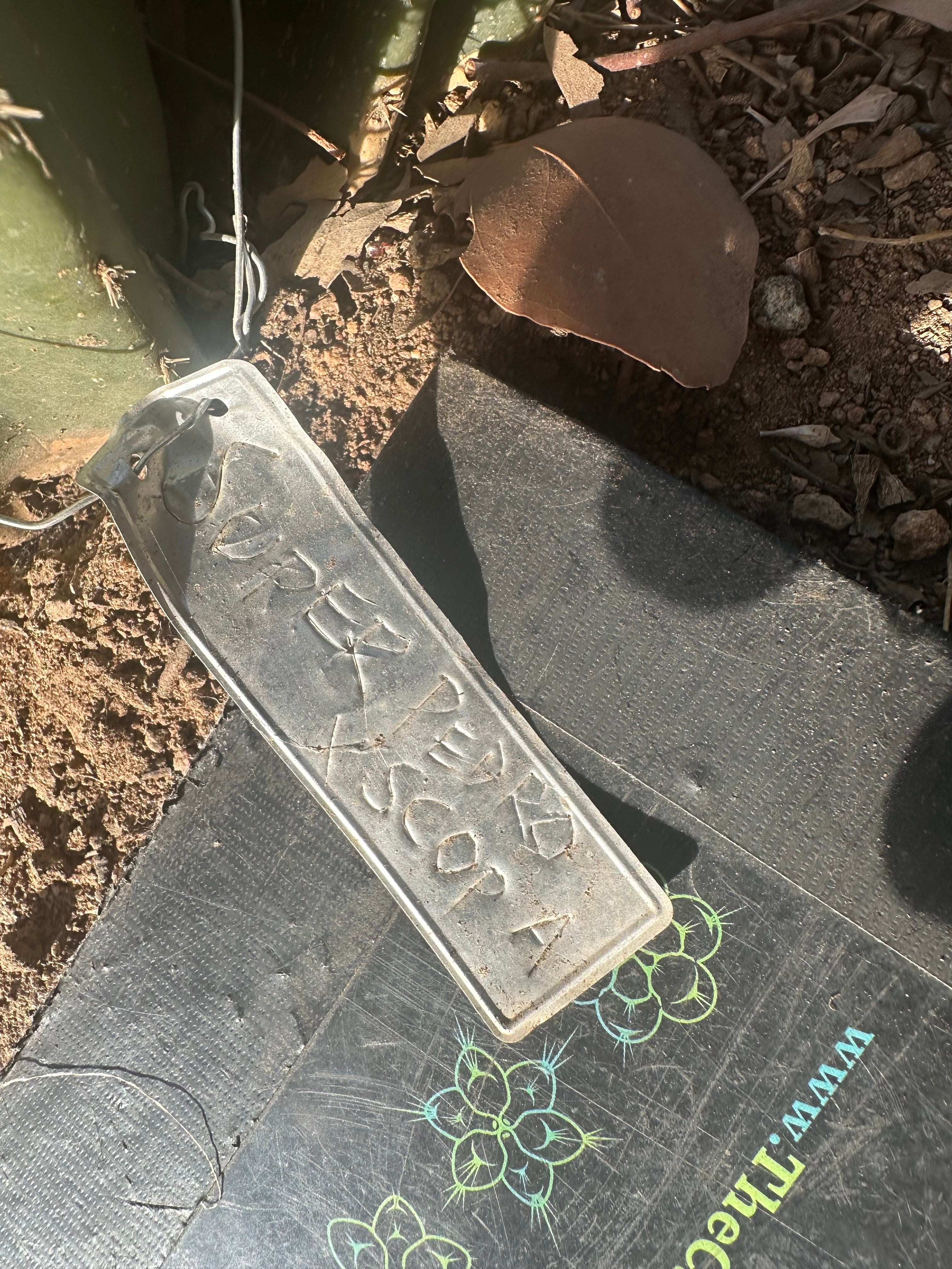 Super Pedro x Scop A — XL 14” Tip