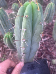 👑🌶️🌶️ Pala Again — 7” Tip