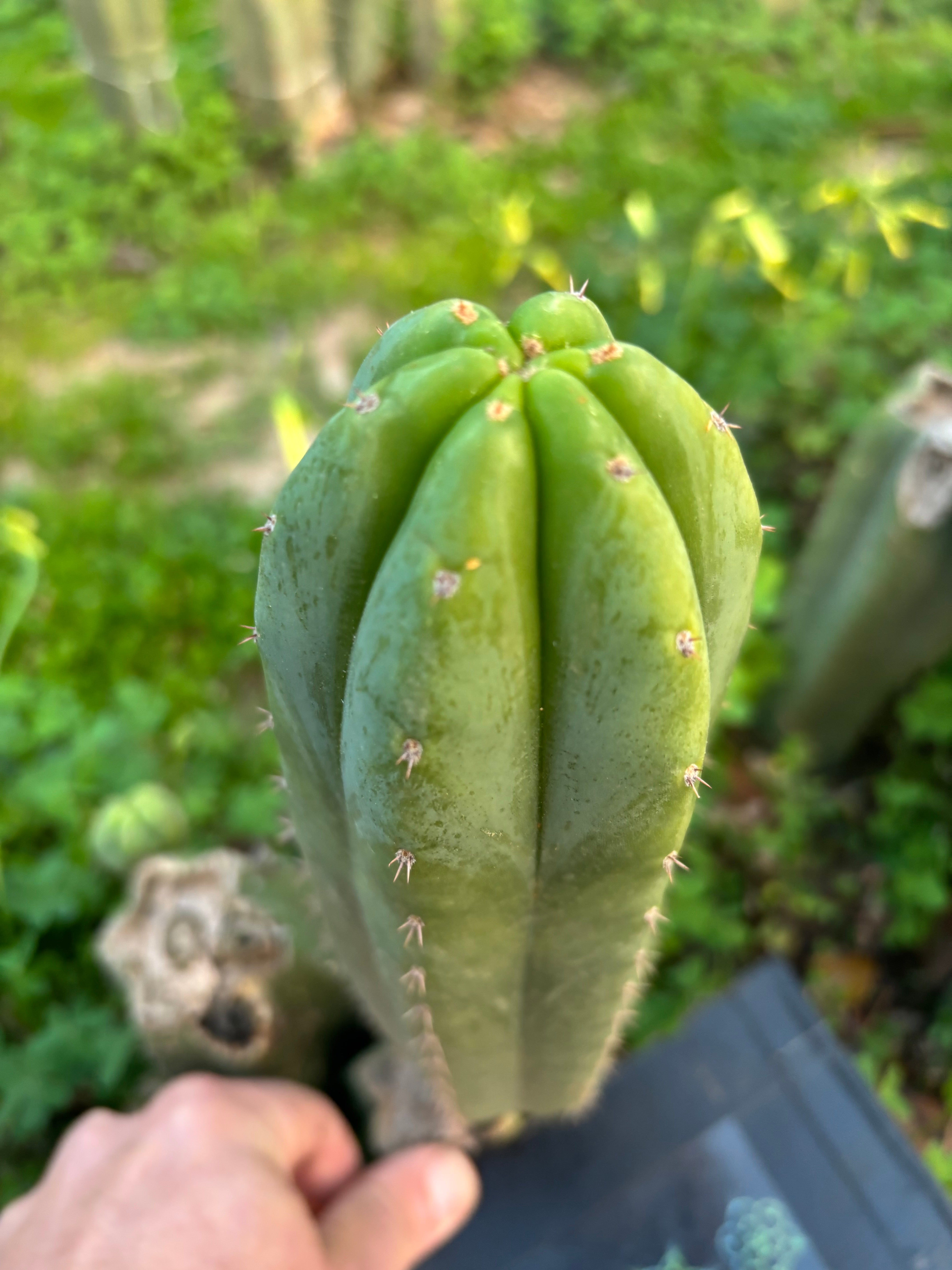 👑🌶️🌶️ Another Drop, Another 10” Ogun Pup