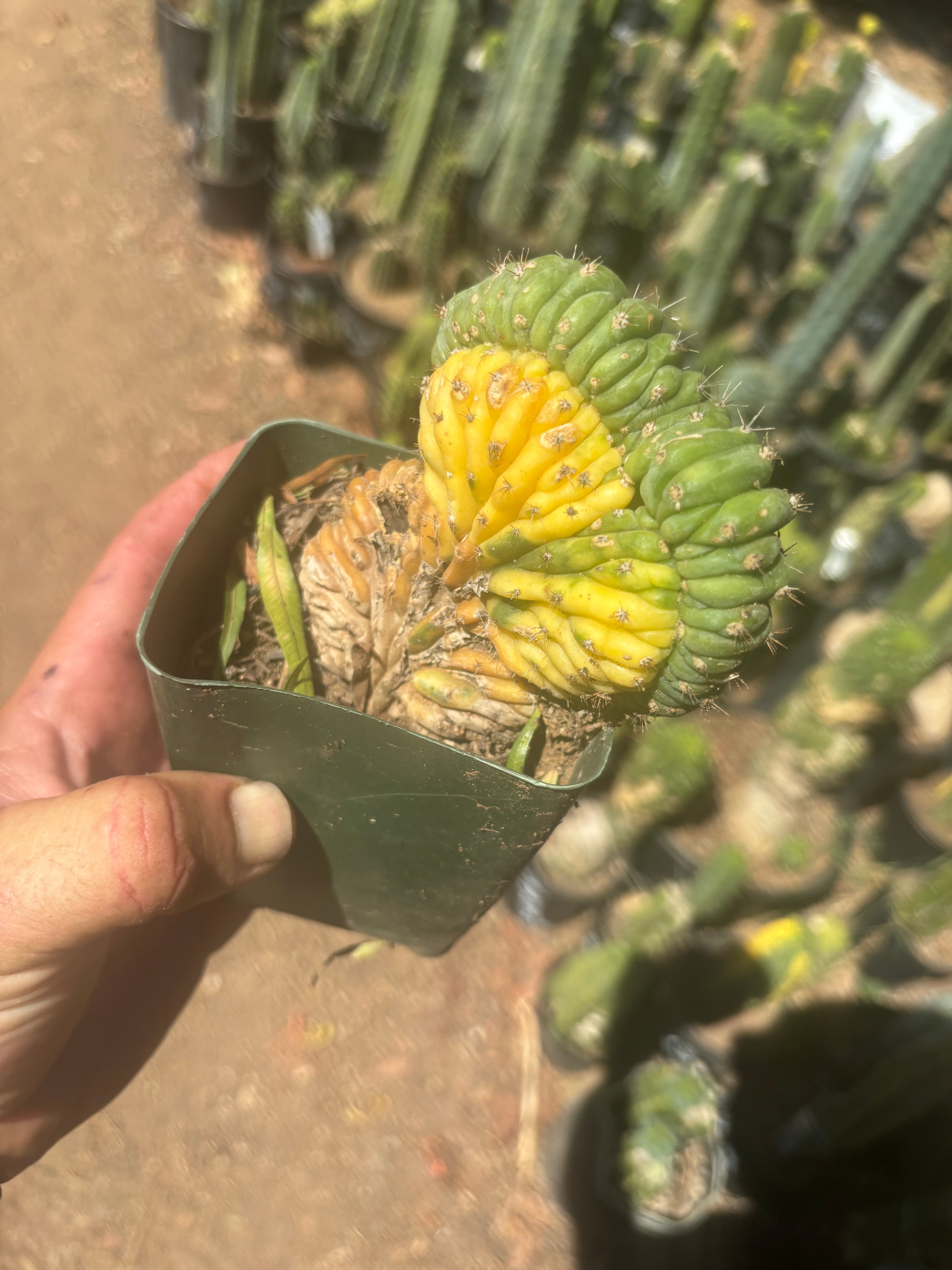 💎🔰💎 TPMCV — Color Split Crest w/ Roots
