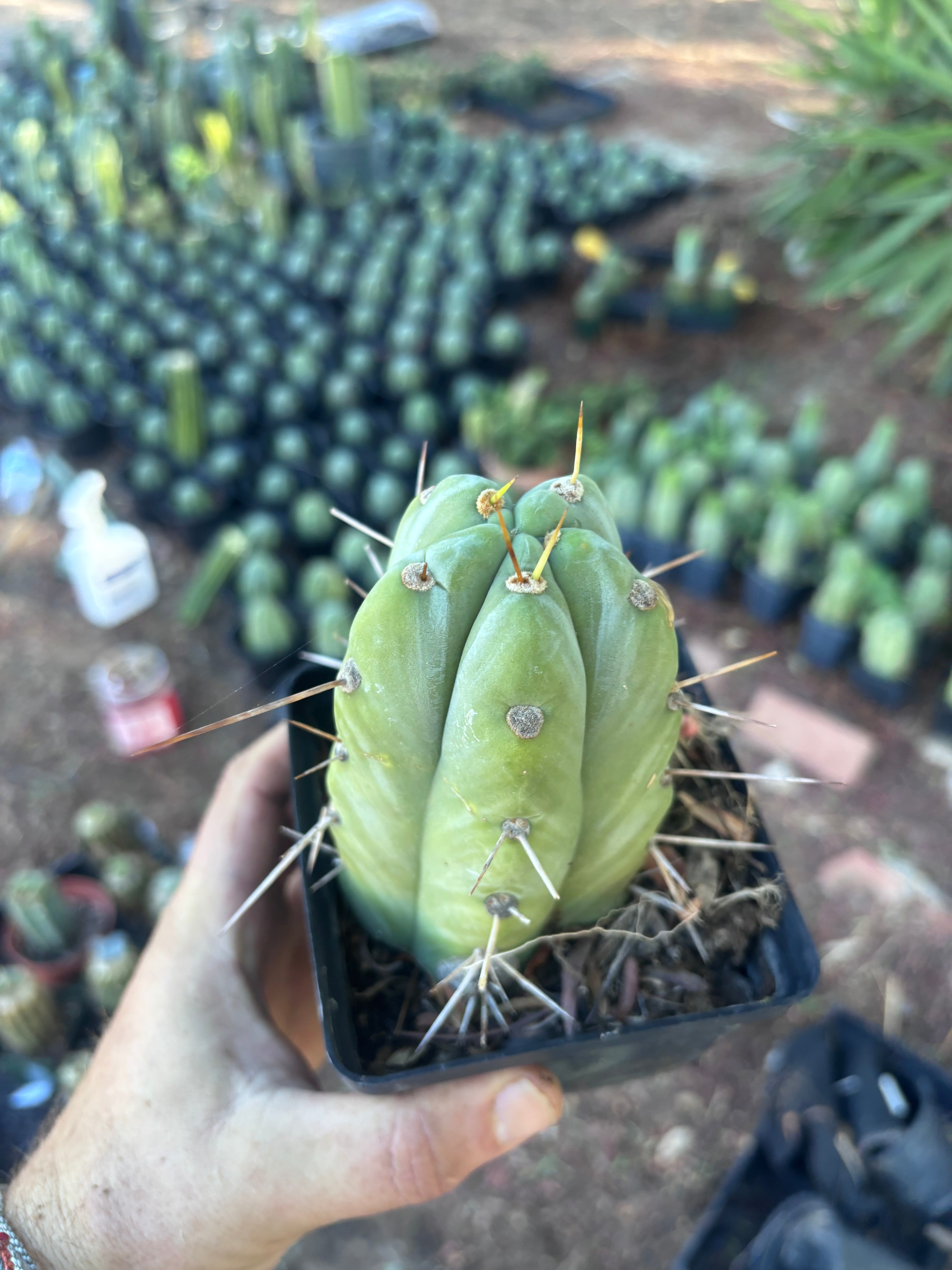 👑🌶️  Jiimz Strong Spine — Rooted Tip