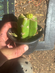 👑 Hulk’s Balls — Graft On Rooted PC