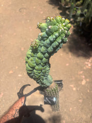 💎👑 Glorp —  XL Pupsploding Graft