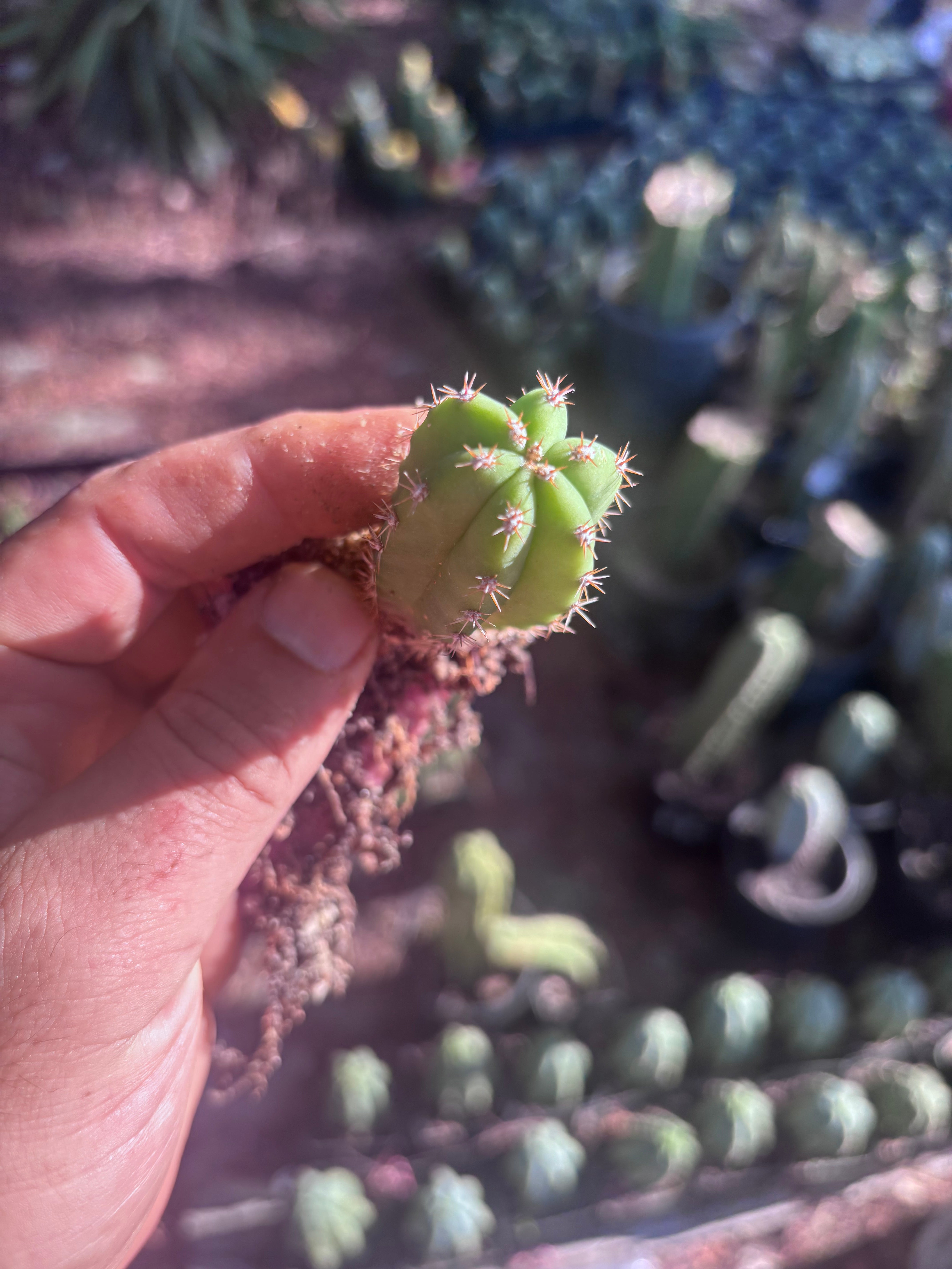 FREE ADD-ON —  Pala x Ferah Seedlings