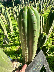 *👑🌶️ Torres & Torres — 12” Tips (Restocked — 4)