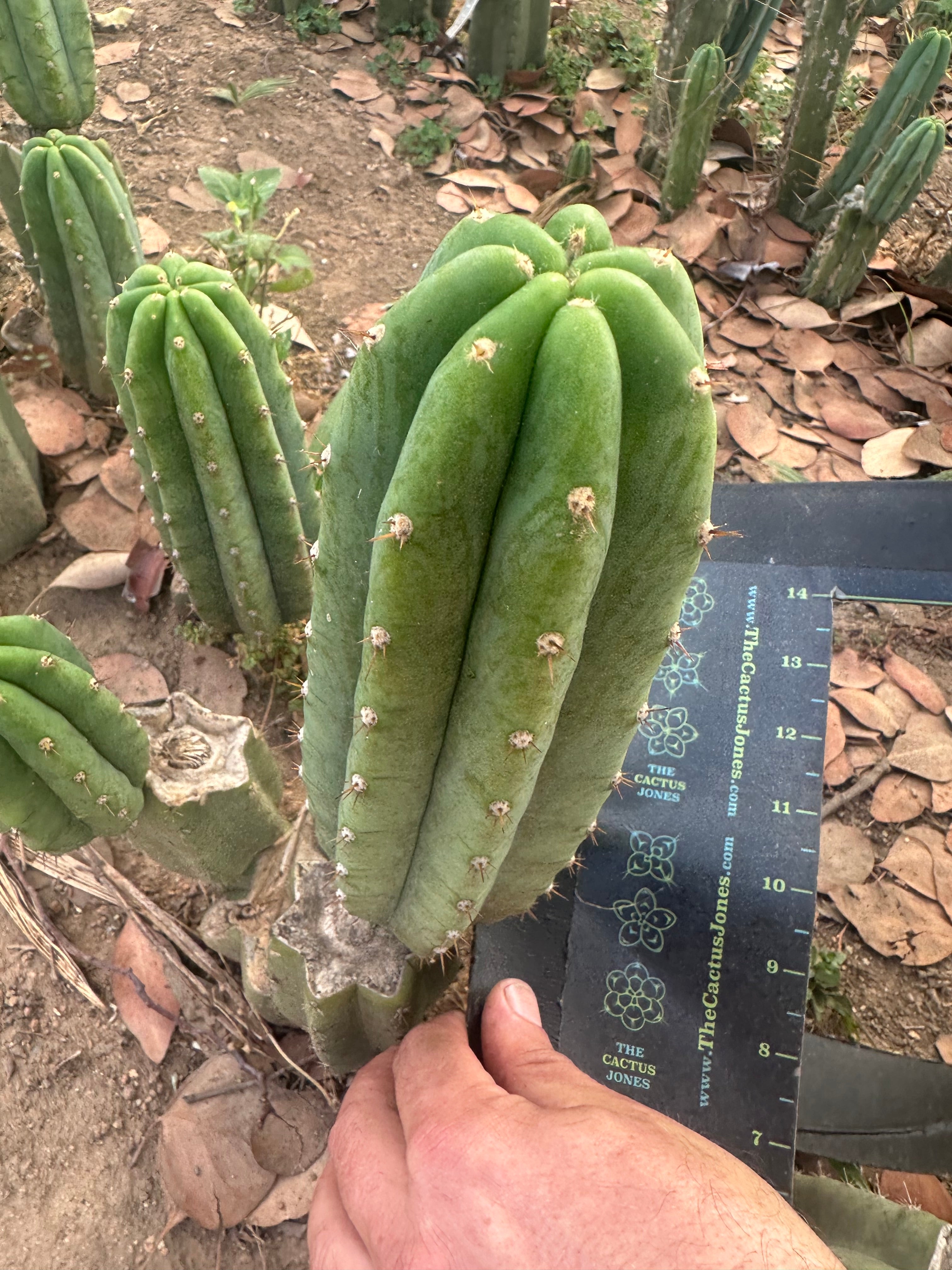 👑🌶️🌶️ Landfill — 10” Pup