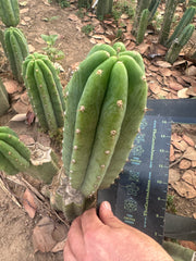 👑🌶️🌶️ Landfill — 10” Pup