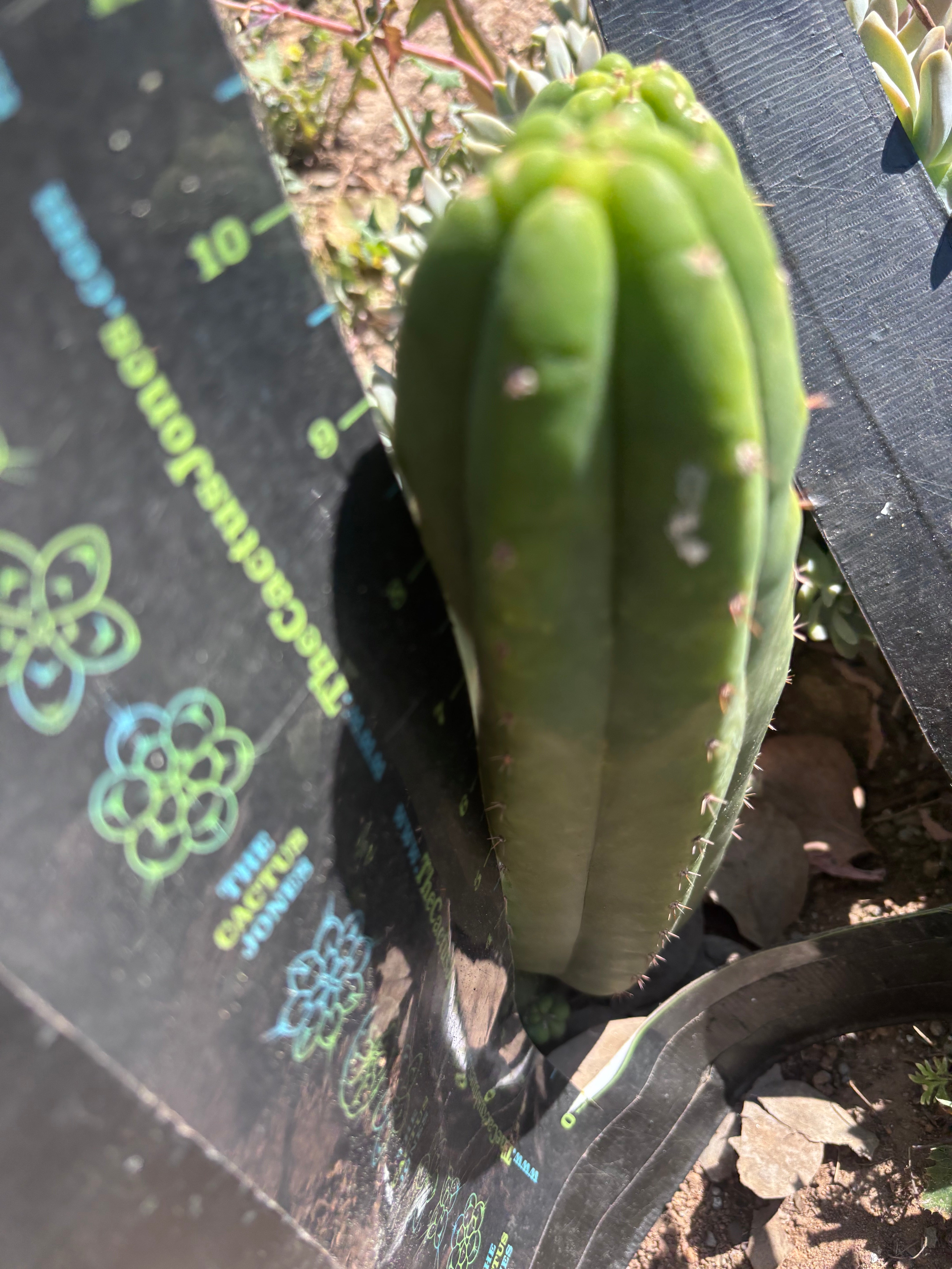 👑🌶️🌶️ Ogun — 10” Pup