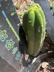 👑🌶️🌶️ Ogun — 10” Pup