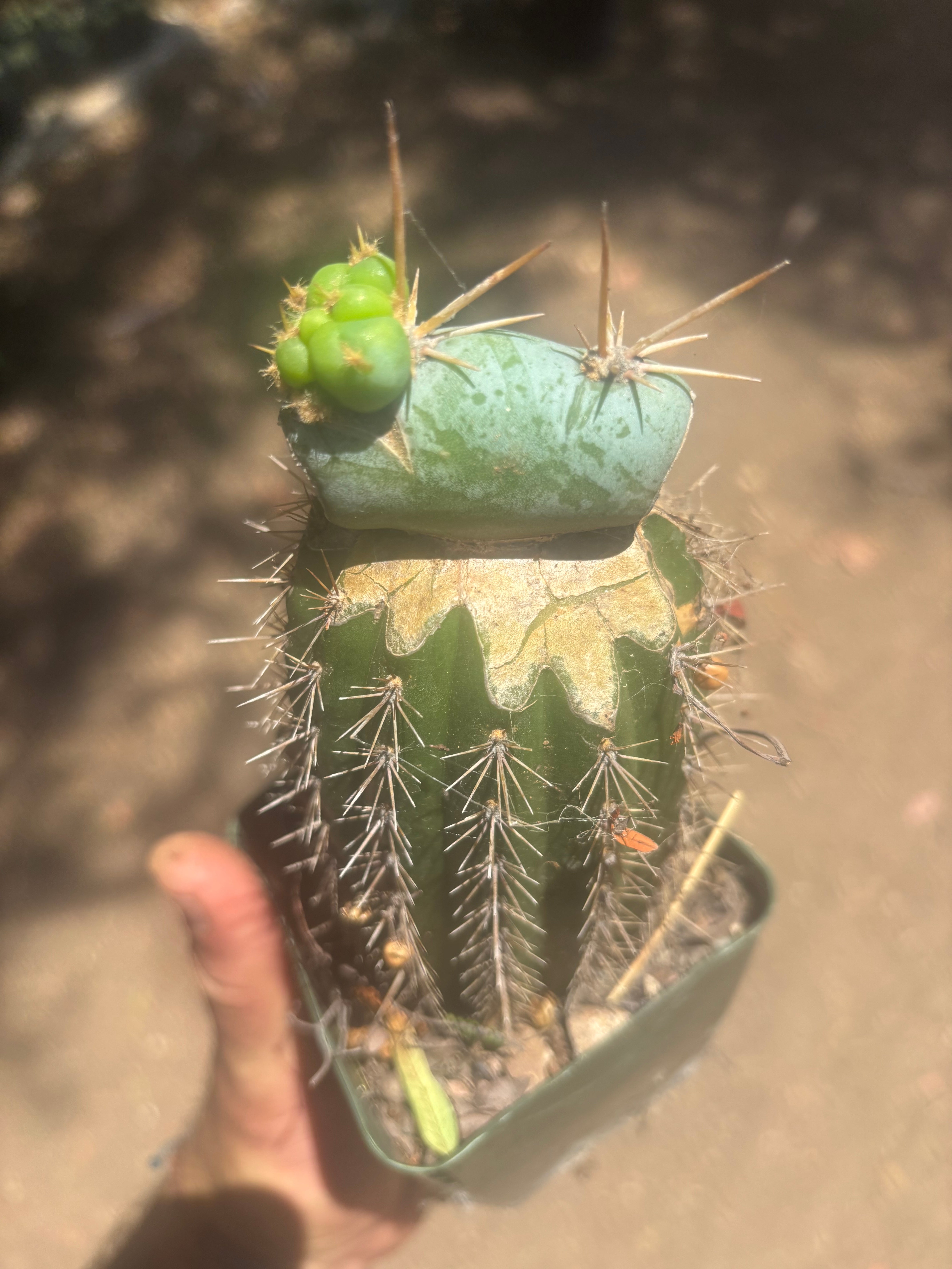 💎👑💎  Nubs — Pupping Slab on Rooted Spachianus