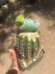 💎👑💎  Nubs — Pupping Slab on Rooted Spachianus