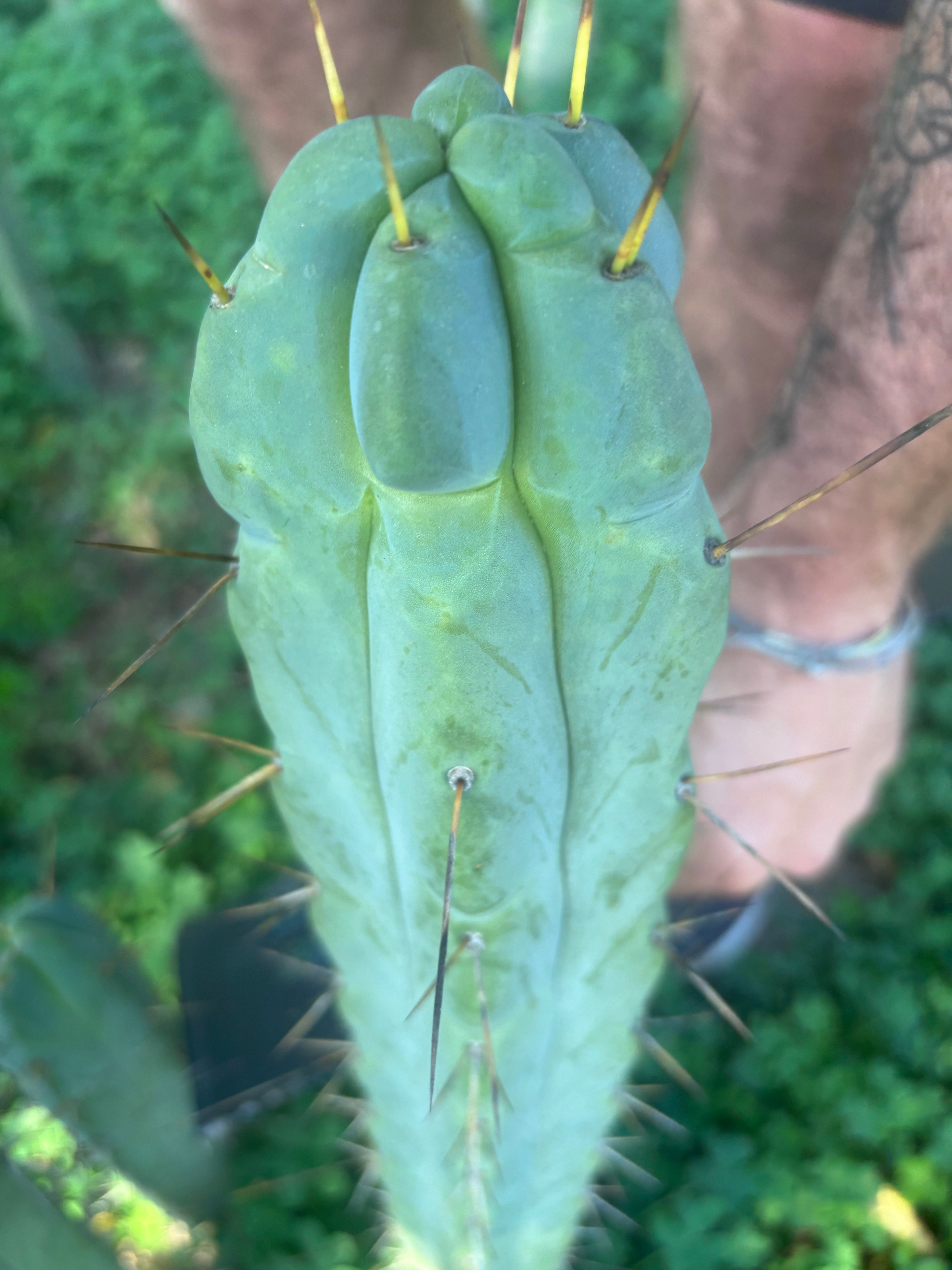 💎🌶️ Sina x SS02  — Thick Melty 10” Tip