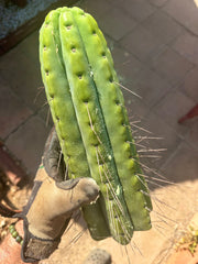 🌶️🌶️💎 E.R. — Huge 13” Tip