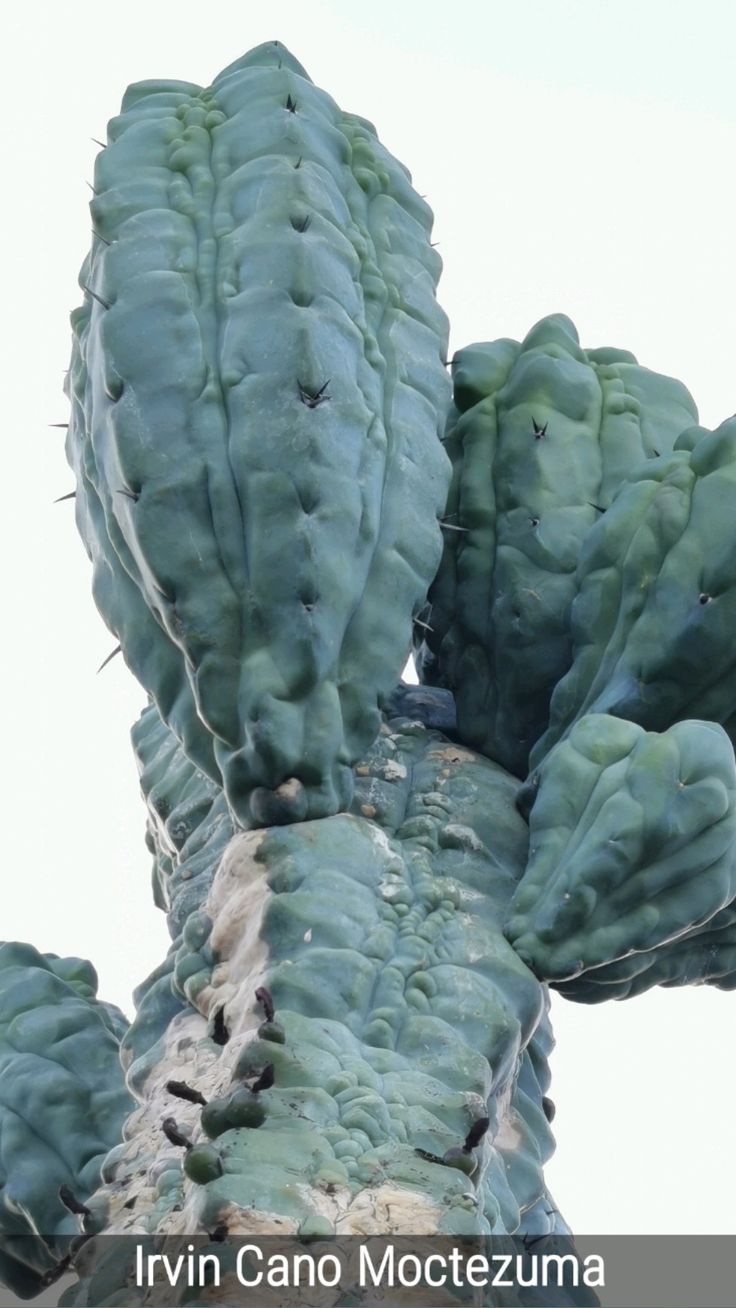 👑💎 Grecas — Rooted Graft with Pup