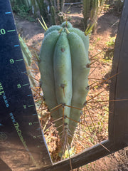 🌶️ Blue Bridge — 10” Tips (3)