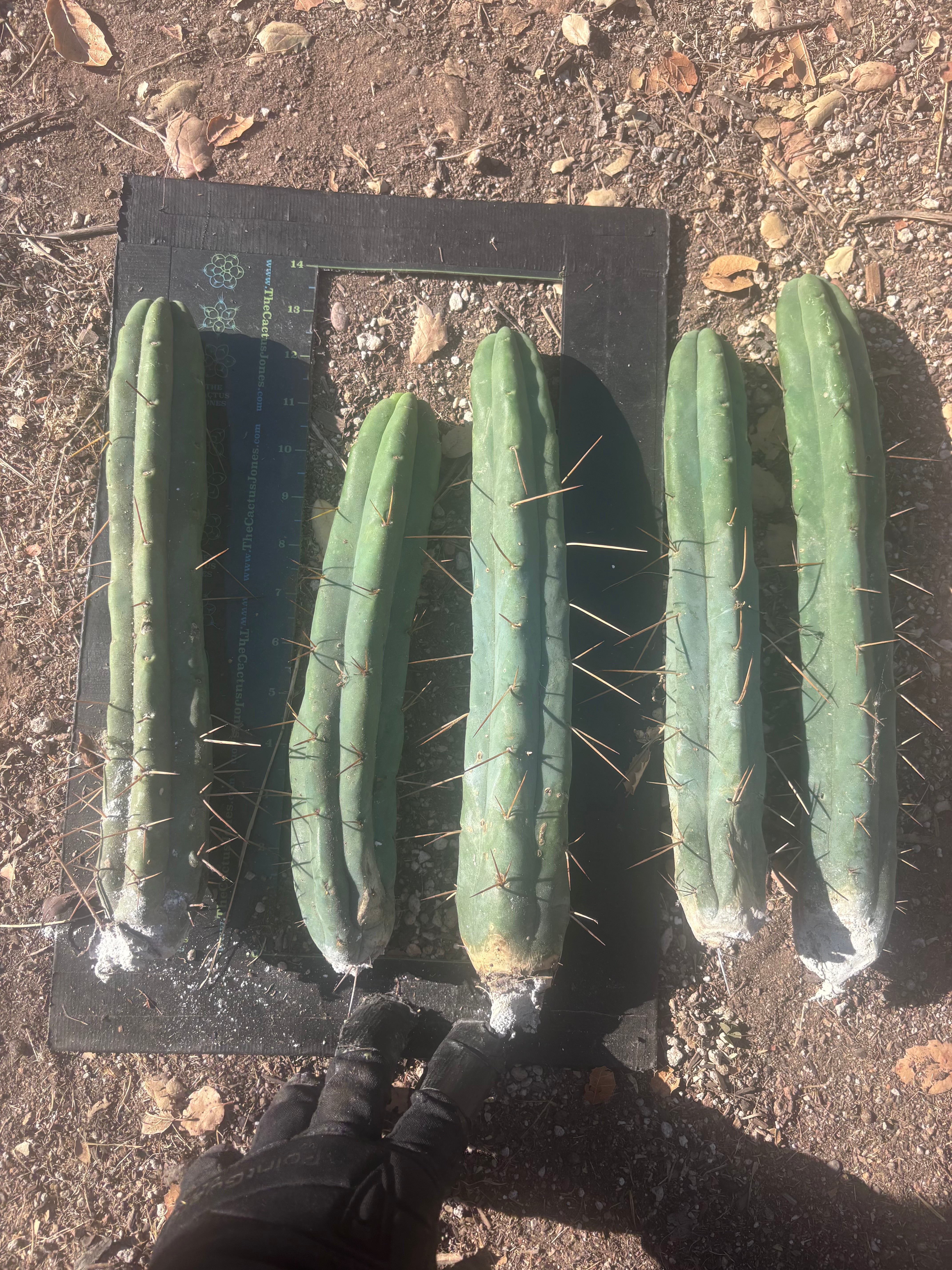 👑🌶️🌶️  Jiimz Twin Spine — 10” Tips