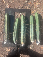 👑🌶️🌶️  Jiimz Twin Spine — 10” Tips